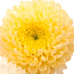 Fototapeta premium Close-up of a vibrant yellow chrysanthemum