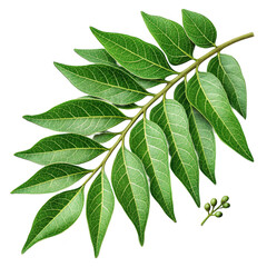 Fototapeta premium Close up of a curry leaf branch with green leaves on a black background on transparent background