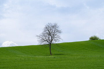 A single tree on a hill, the Spirit Tree