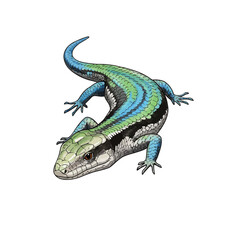 Naklejka premium Vector illustration of a vibrant blue and green skink lizard with a long tail, depicted in a detailed, realistic style on a white background