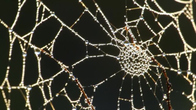 Dew drops on a delicate spiderweb
