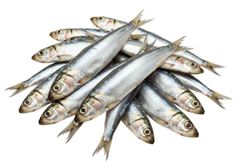 Fresh sardines overhead closeup of silver scaled fish on transparent background