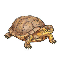 Obraz premium Detailed watercolor vector illustration of a North American box turtle with its intricate shell pattern, isolated on a white background