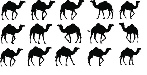 Black silhouette vector illustration set of fifteen camels with one or two humps in various walking poses for desert and wildlife themes