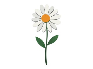 daisy flower isolated on white