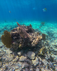 Beautiful colorful corals underwater in Cozumel