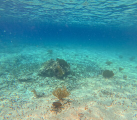 Beautiful colorful corals underwater in Cozumel