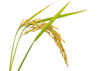 Rice plants with ripe grains on transparent background