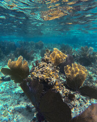 Beautiful colorful corals underwater in Cozumel