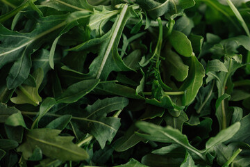 Fototapeta premium green arugula leaves