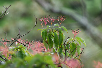 Large leaf dogwood fruit that is popular with wild bird