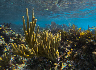 Fototapeta premium Beautiful colorful corals underwater in Cozumel
