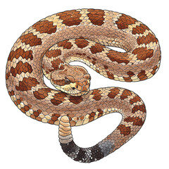 Fototapeta premium Detailed vector illustration of a coiled North American rattlesnake. Hand-drawn venomous reptile with intricate scales, isolated on a white background