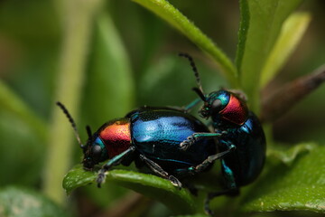 The Blue Milkweed Beetle (Parheminodes pulcher), belonging to the family Chrysomelidae, features a striking metallic blue body contrasted with reddish-orange head and thorax.