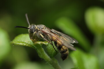 The image depicts a Scoliid wasp, featuring a black body with yellow-orange markings, dense body hair, and translucent wings. These wasps play an important ecological role as both pollinators 