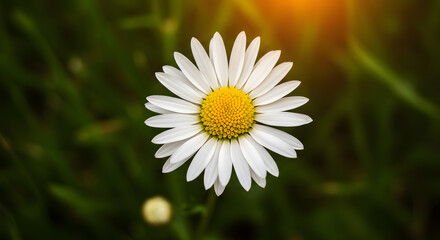 Obraz premium White Daisy Flower with Yellow Center Blooming in Garden Under Warm Sunlight