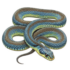 A detailed digital watercolor illustration of a colorful striped garter snake coiled and isolated on a clean white background. Realistic reptile vector art