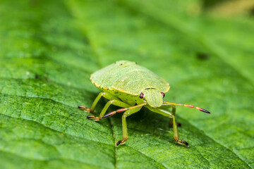 shield bug on a green leaf. wildlife. colorful detailed macro photo of an insect. close-up. space for text. screensaver. bokeh