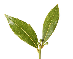 green leaf isolated on transparent background
