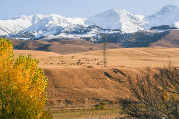 Cows grazing on a field with golden and brown grass. Snow capped mountain peaks and blue sky in autumn. Pasture landscape with electric tower.