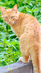 こちらを見る野良猫
