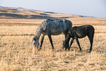 Two horses grazing in a dry field. Grey adult horse with black foal eating hay. Rural landscape for farm life concept.