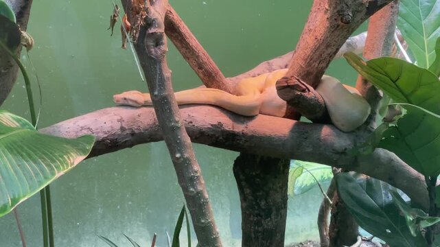 An Albino Boa Constrictor resting on a tree branch. Captures the snake flicking its tongue once at the beginning before remaining motionless at Zoo Negara Malaysia.