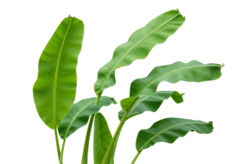 Vibrant green banana leaves on transparent background