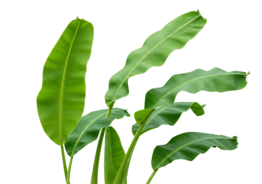 Vibrant green banana leaves on transparent background