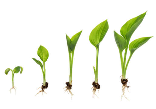 Plant growth stages seedling sprout leaves roots development
