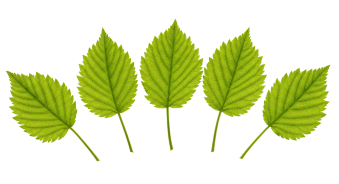 Five green leaves on transparent background nature photography botanical illustration
