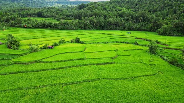 The aerial shot captures the essence of Lucban, where the rhythm of rural life is defined by the cycle of rice farming and the beauty of the natural landscape.