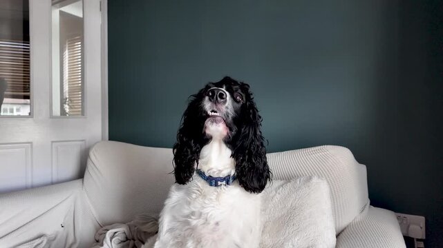 English springer spaniel sitting on a sofa looking up in a cozy domestic environment. Push Forward, Slow Motion Shot