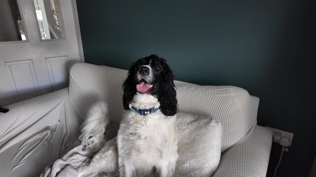 English springer spaniel resting on a sofa in a cozy home environment, wagging tail. slow motion