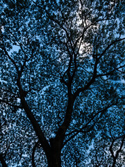Low Angle View of Majestic Tree Canopy Silhouette Against Blue Sky - Natural Forest Background.