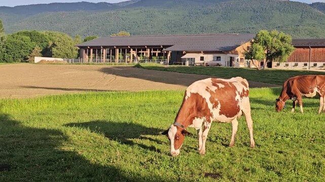Cows in the morning in the green fields of Switzerland
