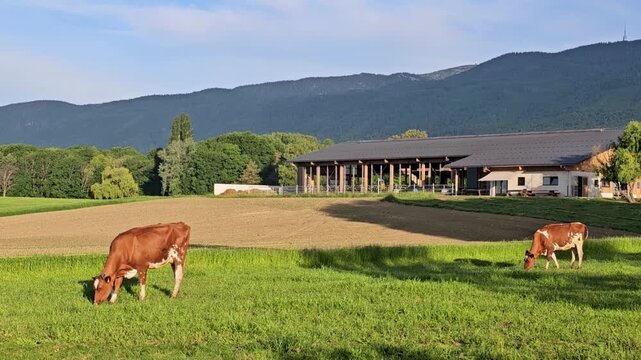 Sunny morning in Switzerland with cows and mountains.