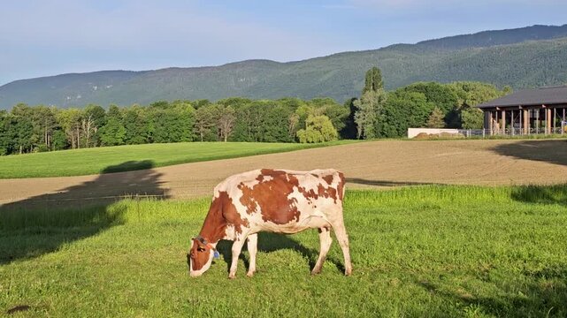 Cow and landscape in Switzerland.