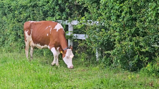 Cow eats grass near a picket fence in Switzerland.
