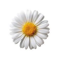 Close-up of a white daisy, bright yellow center