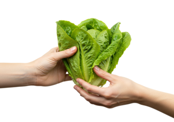 Hands exchanging fresh romaine lettuce transparent background