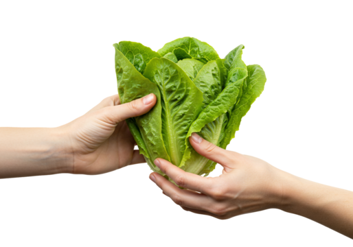Hands exchanging fresh romaine lettuce transparent background