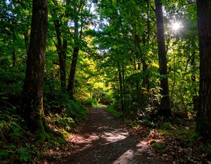Fototapeta premium Sunlight streams through a forest path