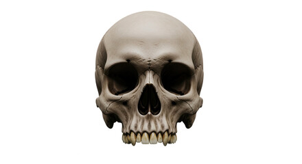 Fototapeta premium Realistic human skull facing forward with detailed bone texture isolated on transparent background