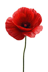 Single vibrant red poppy, isolated on black.  Detailed petals, dark center.  Elegant stem