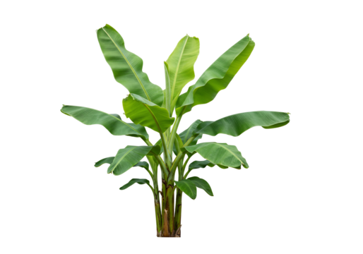 Vibrant green banana plant with transparent background
