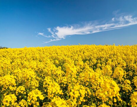 Vast field of bright yellow flowers under a clear blue sky