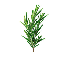 Close-up of fresh rosemary sprigs (7)