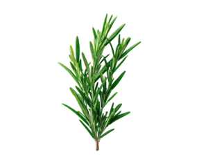 Close-up of fresh rosemary sprigs (7)