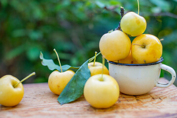A few yellow apples in a mug. High quality photo